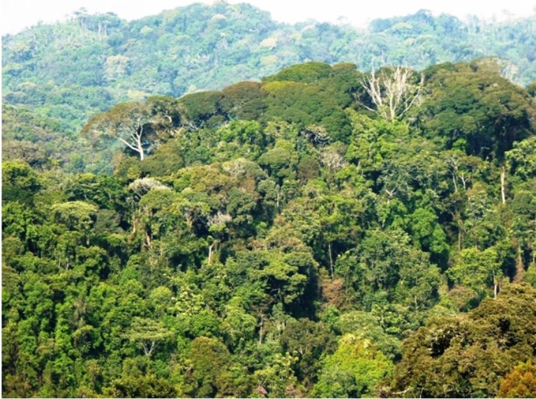 Ubwiza bwa Nyungwe bwongera ba Mukerarugendo uko umwaka utashye