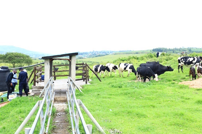 Ubwogero bw'inka mu Murenge wa Kiziguro buzafasha abarozi koza inka zabo bityo zirusheho kubaha umukamo