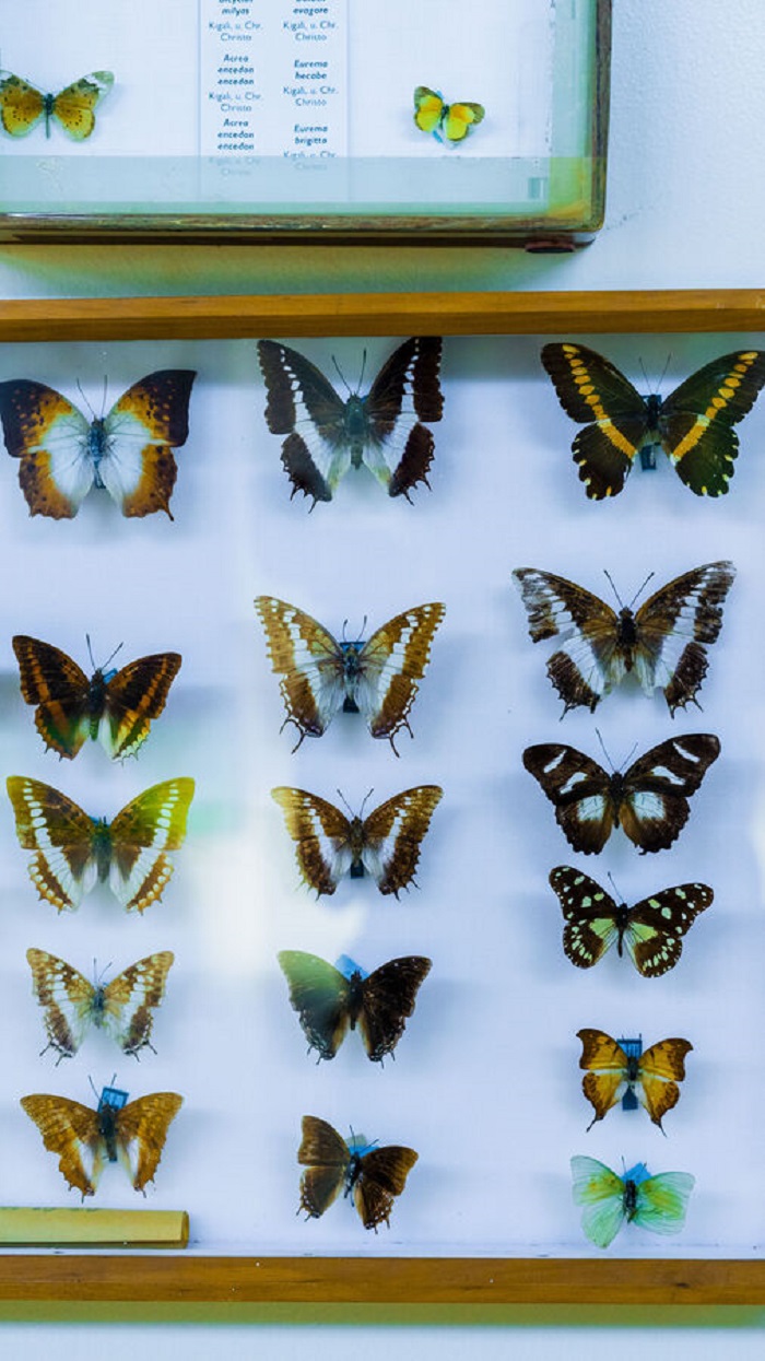 Ubwoko bw'ibinyugunyugu bitandukanye na byo biri muri iyi ngoro