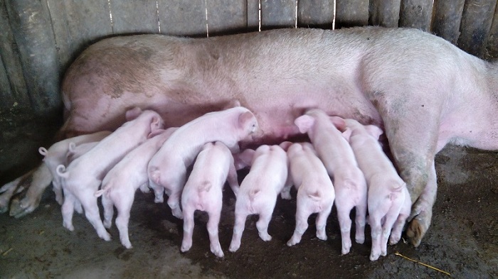 Ingurube zirororoka cyane