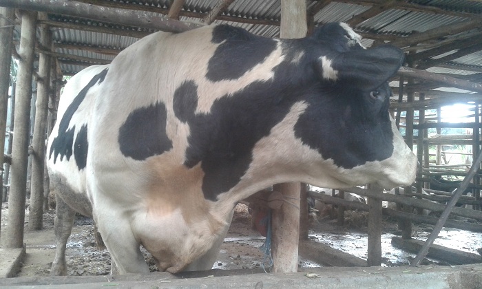 Ubworozi bw'inka bukunzwe na benshi mu Karere ka Gakenke