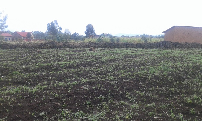 Bangiwe kubaka ibibanza byabo none babihinduye imirima