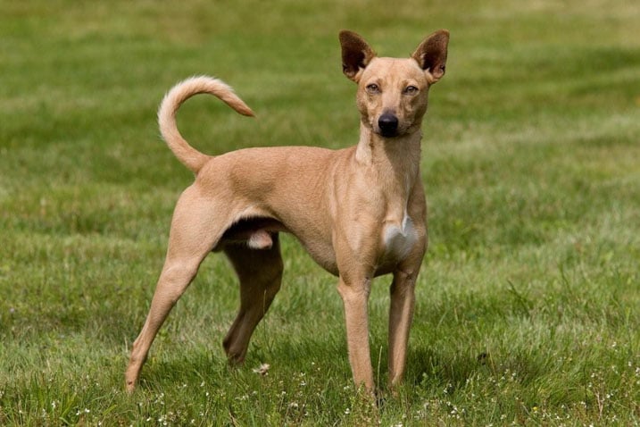 Bacitse kuri burusheti kubera gutinya kurya imbwa 