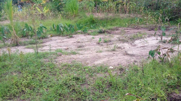 Umucanga umanurwa n'amazi wishe imyaka yari ihinze mu kabande