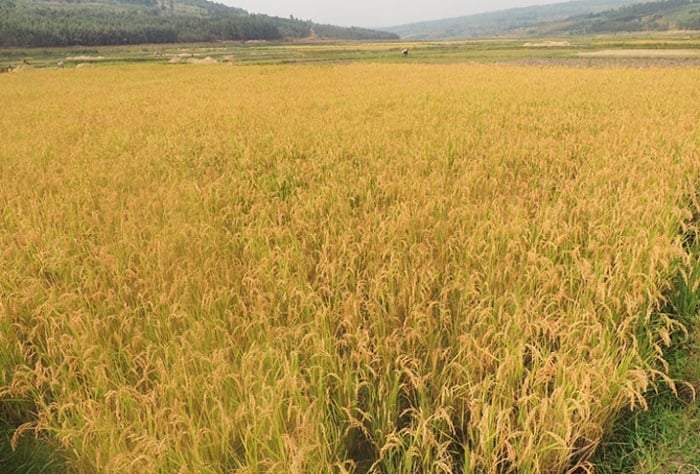 Umuceri uri mu bihingwa bikunda kwibasirwa n