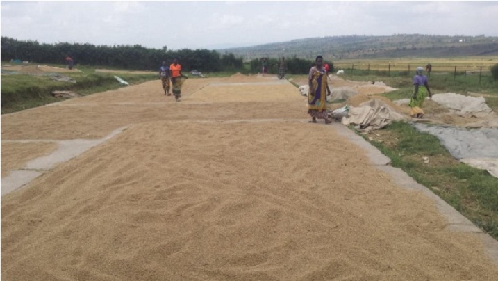 Aba bahinzi baranika ariko ngo ntibizeye isoko