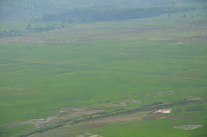 Umuceri wo mu ikibaya cya Bugarama wibasiwe n