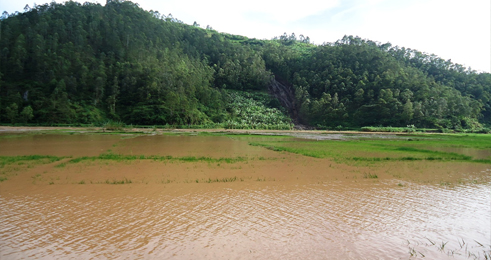 Si amazu yonyine yangijwe n'imvura kuko hegitari nyinshi z'umuceri nazo zararengewe.
