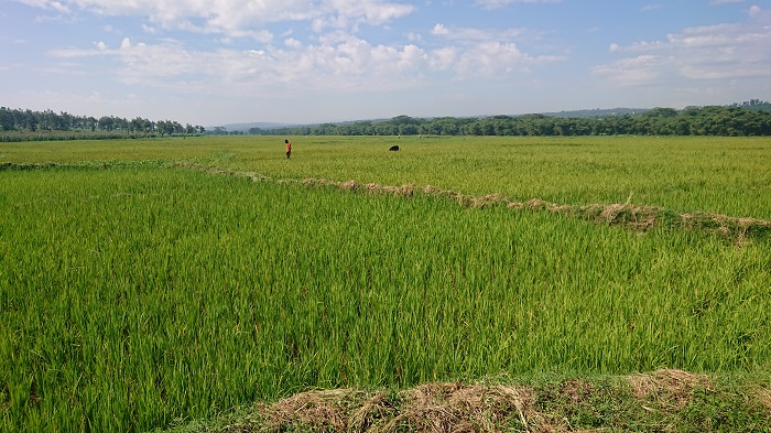 Umuceri ntukura neza kubera kutabona amazi