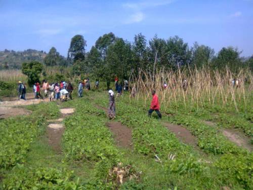 Iyo mirima ni imwe mu yibasirwa n