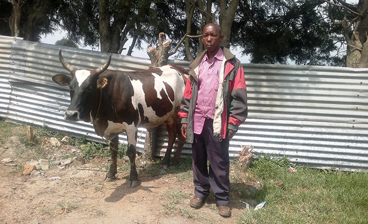 Umugande Sabiti yashimiye abaturage n'Abayobozi bo mu Rwanda nyuma yo gusubiza inka ye. 