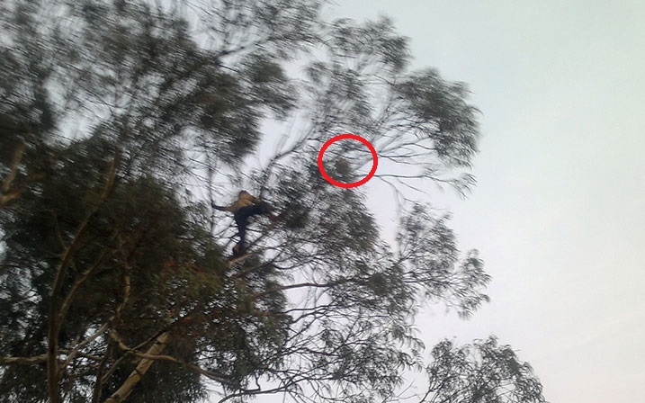 Umupira waheze mu giti ukurwamo hashize iminota nk'itanu umukino wahagaze.