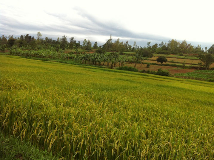 Bana afite umurima w'umuceri wenda gusarurwa.