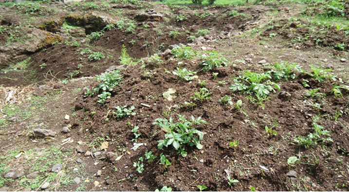 Abahinzi bafite impungenge y