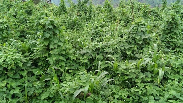 Umurima Bizimana yahinzemo imbuto nyinsi.