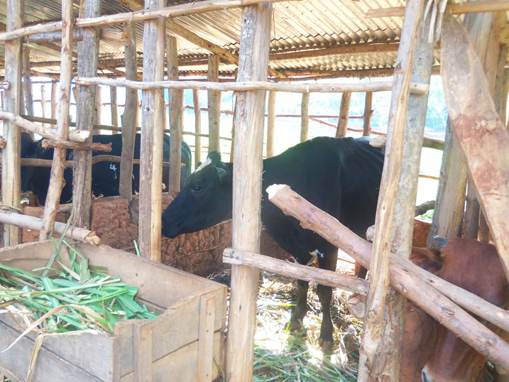 Umuryango wahize kugura inka none wabigezeho.