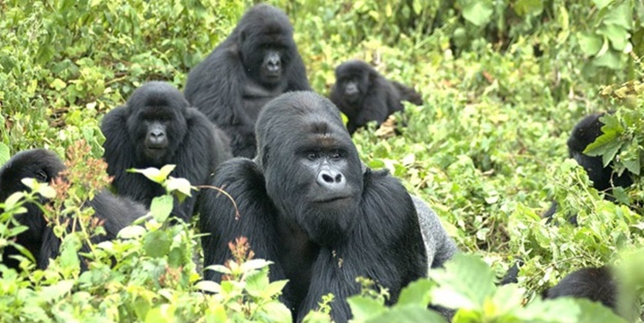 Mu Rwanda habarirwa 35% by