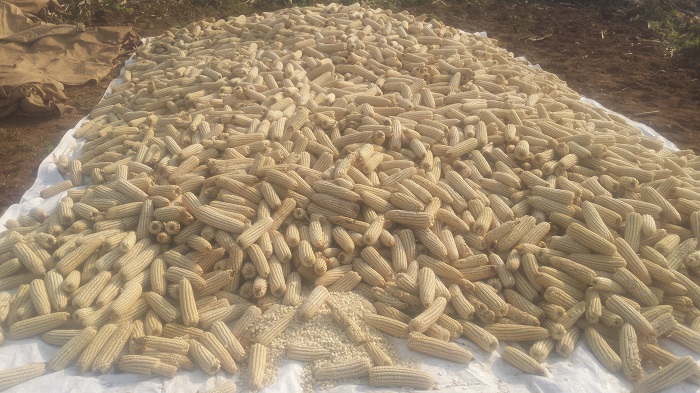 Umusaruro w'ibigori wariyongereye