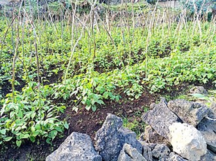 Umusaruro w'ibikomoka ku buhinzi uzakomeza kuzamuka