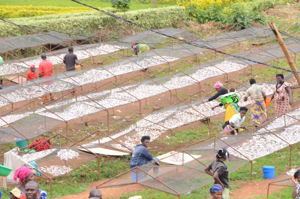 Umusaruro wabaye mwinshi ku mbuga y'ubwanikiro bw'isambaza