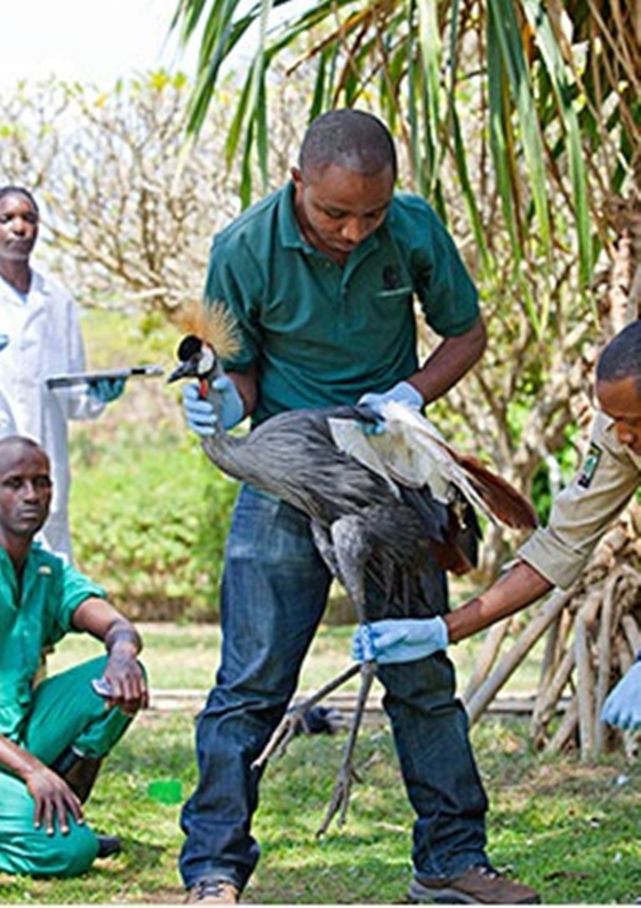 Umushinga we ni uwo kurengera imisambi yo mu Rwanda ikomeza kugenda icika.