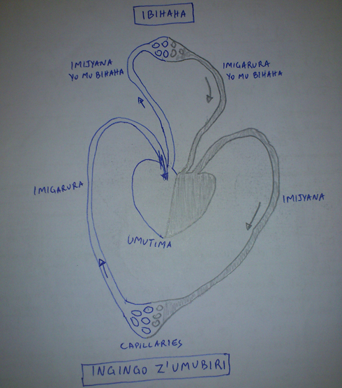 Igishushanyo cyerekana uko amaraso atembera mu ngingo no mu bihaha.