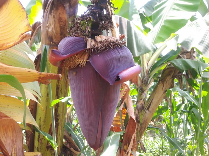 Ubushakashatsi buvuga ko umwanana w