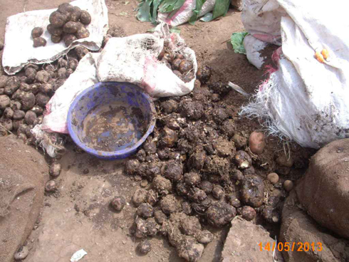 Umwanda w'ibirayi byaboze urababangamira.