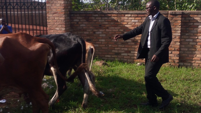 Osile Ndahimana, yerekwa inka yagenewe n'urugaga rw'abarimu