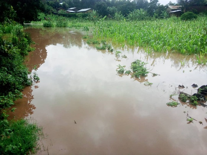 Imwe mu mirima kubona aho ukandagira ntibyoroshye