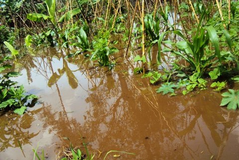 Imirima nayo yabaye nk