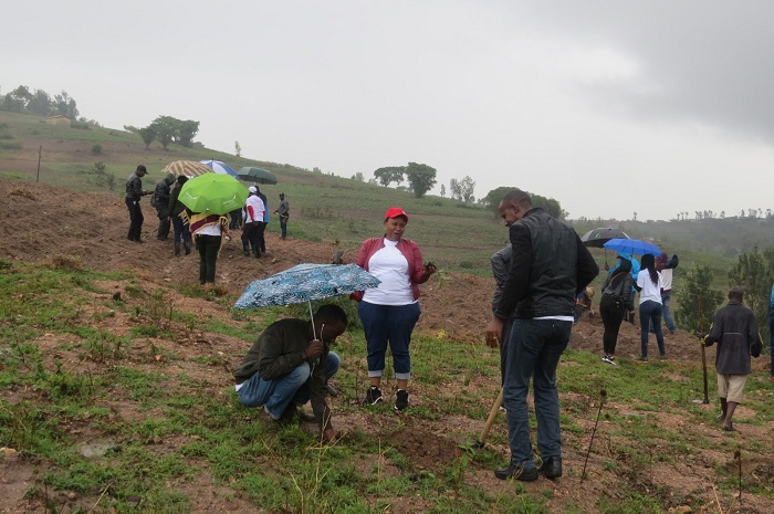Hatewe ibiti 800 bivangwa n'imyaka