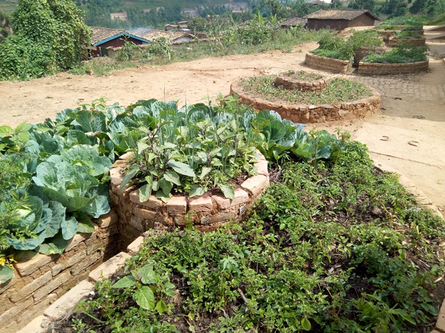 nahinze imboga mu rwego rwo kurwanya imirire mibi