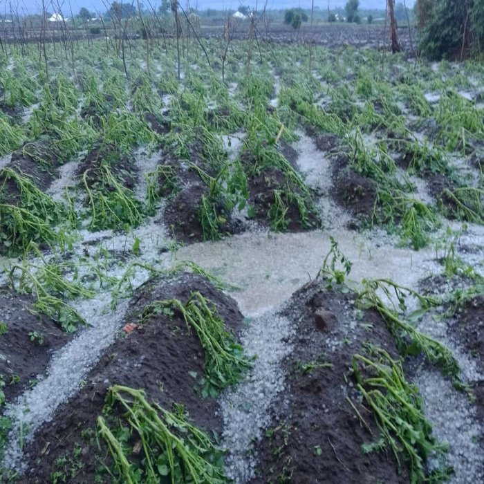 Si inzu gusa zangiritse, ahubwo iyo mvura yangije n'imirima yabo