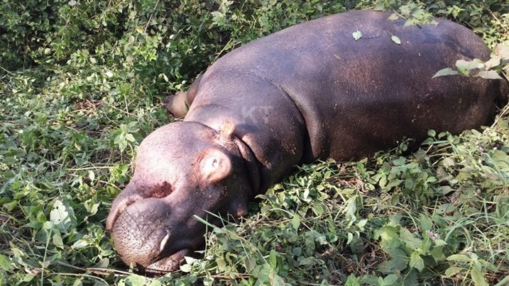 Uretse kwica amatungo, imvubu zonnye hegitari imwe y