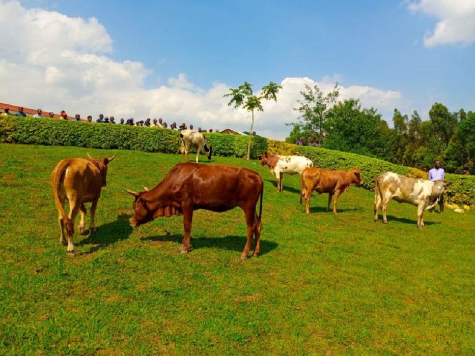 Uruganda rwa Mata rwatanze inka esheshatu ku barokotse Jenoside