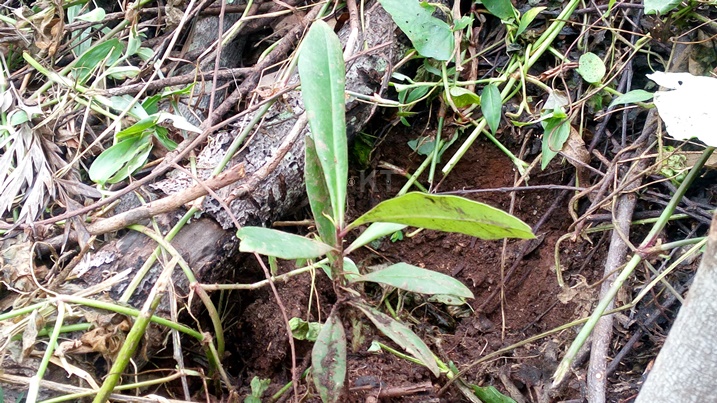 Iki kitwa "Uruneke".