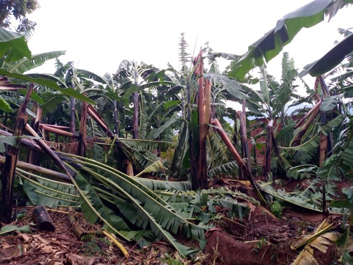 Urutoki rwangiritse bikomeye