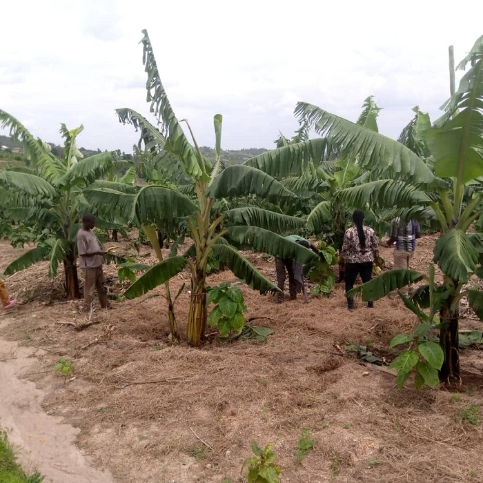 Kuvugurua ubuhinzi bw'urutoki byaratangiye