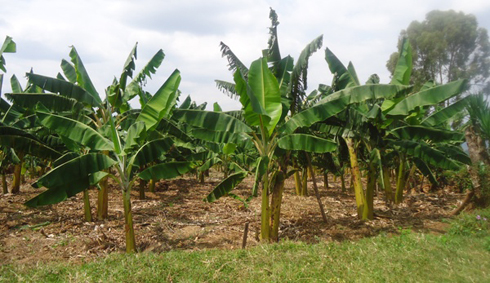 Abanyagisagara barashishikarizwa guhinga urutoki rwa kijyambere.