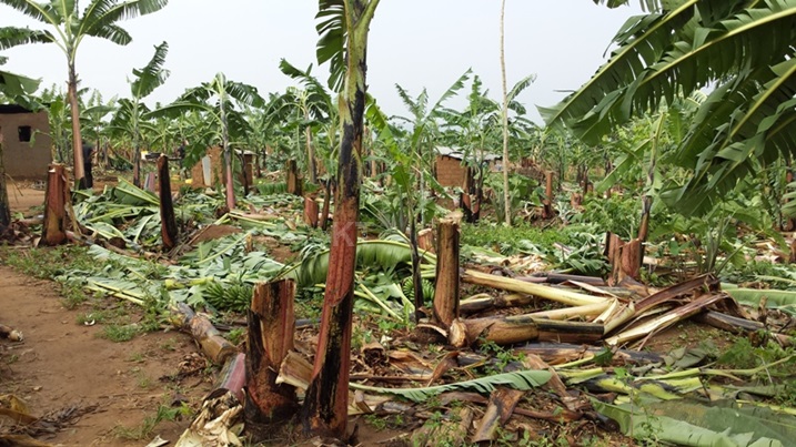 Izi nsina na zo zagwishijwe n'inkubi y'umuyaga.