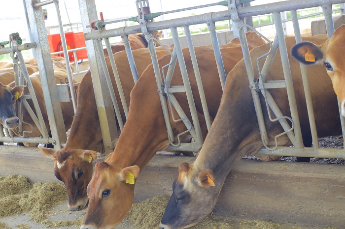 Meya w'Akarere ka Nyagatare, avuga ko uwashora imari mu biryo by'amatungo muri aka Karere atahomba