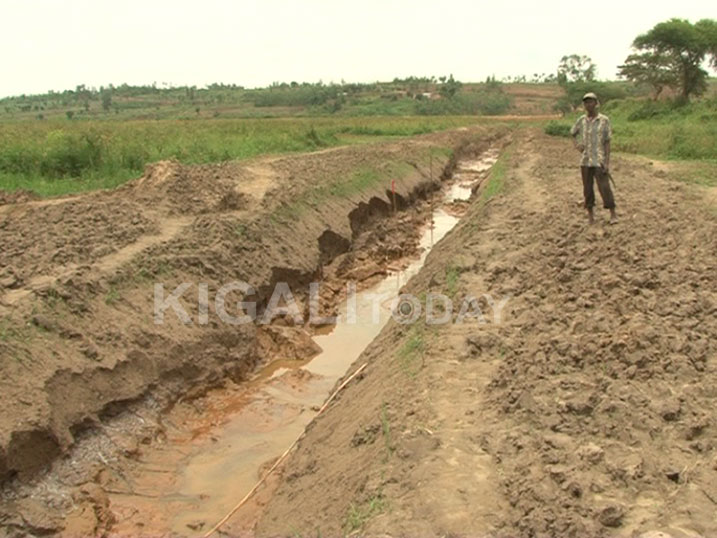 Uyu muhinzi avuga ko umurima wose wacishijwemo umuyoboro umuceri we ukangirika.