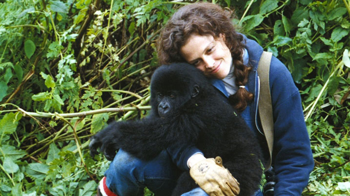 Sigourney Weaver yakinnye muri film ya mbere "Gorilla in the midst" akina ubuzima bwa Diana Fossey