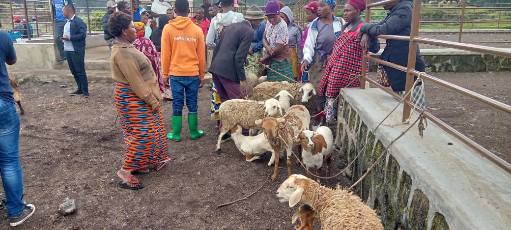 Intama yabaye imari ishyushye ku batuye Akarere ka Nyabihu