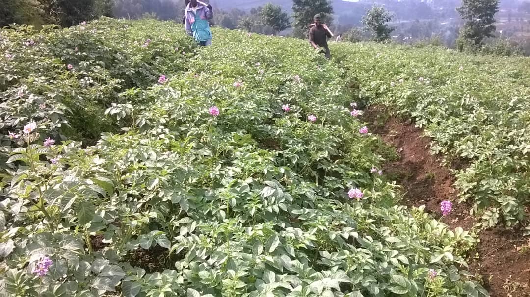 Irindi hinga risanze hari ibirayi bitarava mu murima. Aha ni abamaze guhinga ibindi birayi mu gihembwe k'ihinga cyatangiye mu minsi ishize