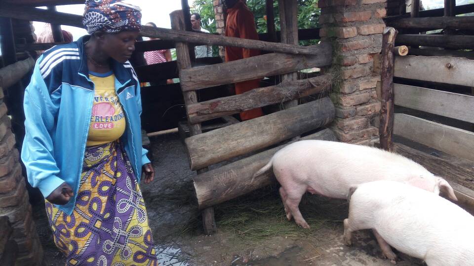 Bageneye n'ingurube uyu mubyeyi wahawe umuganda wo guhingirwa, banamugenera we na mugenzi we, ingurube ebyiri