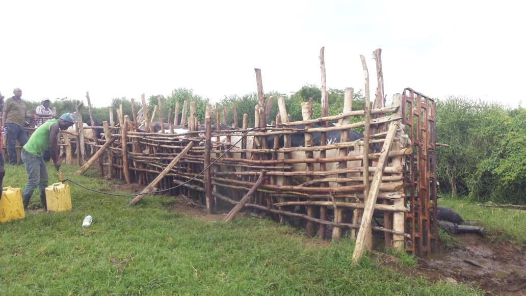 Hehe n'uburondwe mu matungo