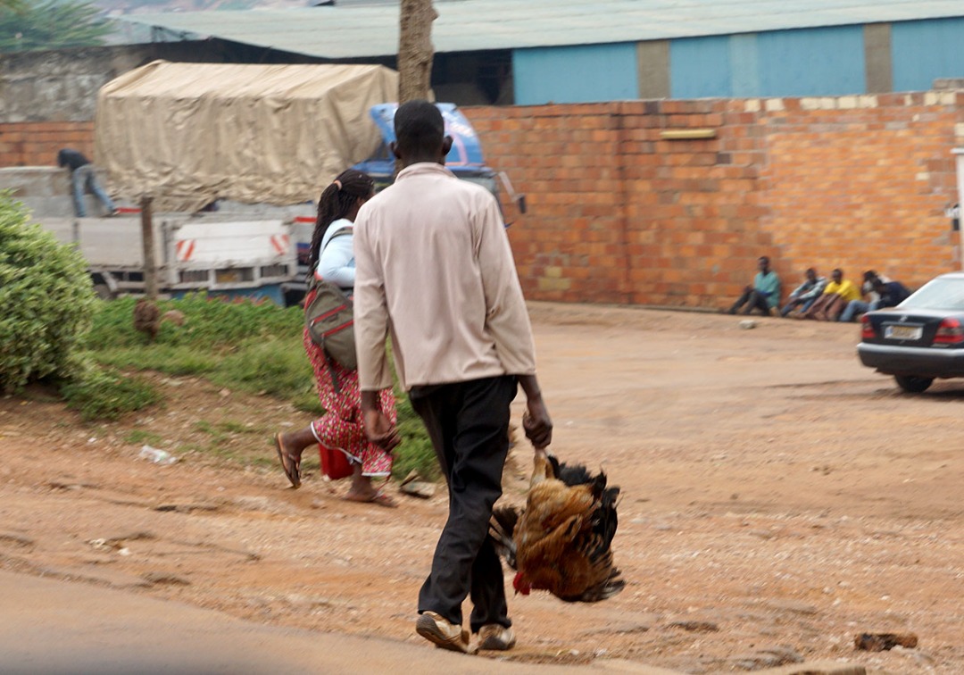 Uw'inkwakuzi yitahaniye inkoko ze