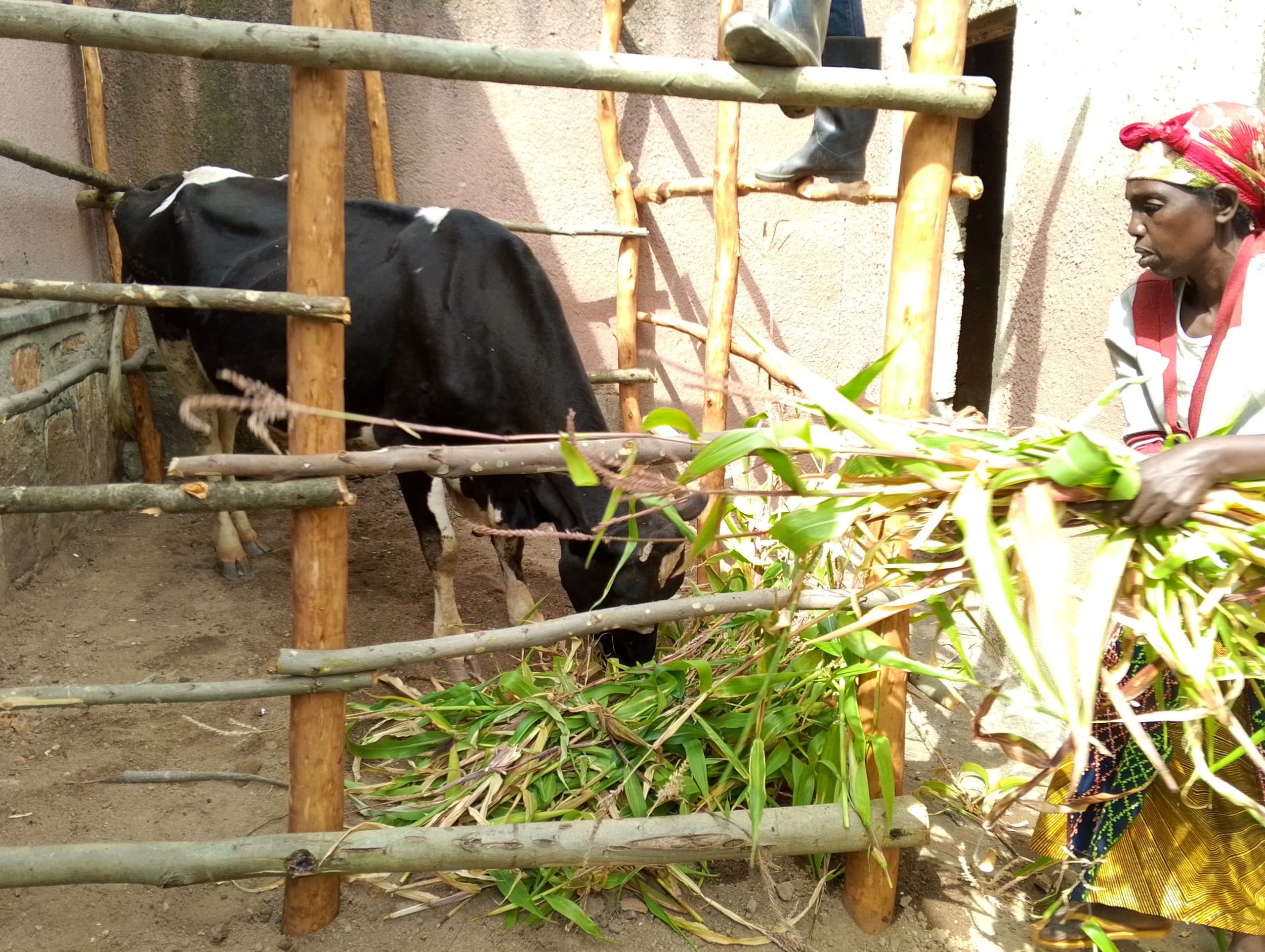 Mujawimana yatangiye kwita ku nka yahawe atezeho guhindura ubuzima